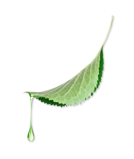 Feuille aloe vera